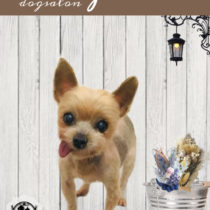 ヨークシャテリア