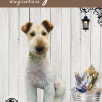 ワイヤーフォックステリア