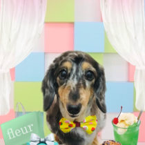 Mダックスフント