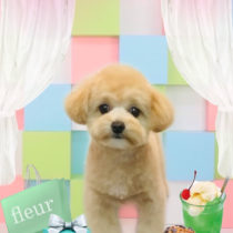 ポメラニアン×トイプードルmix