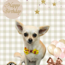 チワワ×トイプードルmix