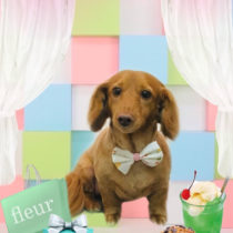 Mダックスフント