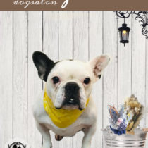 フレンチブルドッグ