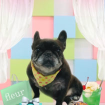 フレンチブルドッグ