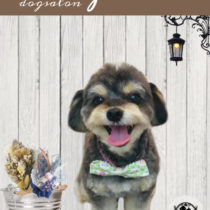 チワワ×トイプードルmix