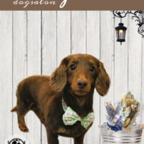 Mダックスフント