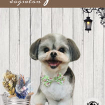 シーズー×マルチーズmix