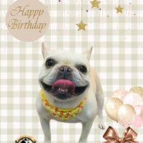 フレンチブルドッグ