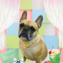 フレンチブルドッグ