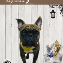 フレンチブルドッグ