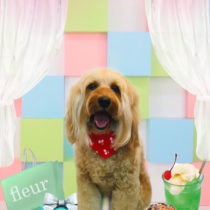 オーストラリアンラブラドゥードル