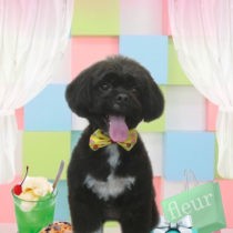 トイプードル×狆mix