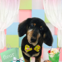 Mダックスフント