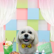 ペキニーズ×ビションフリーゼmix