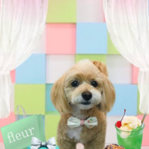 チワワ×トイプードルmix