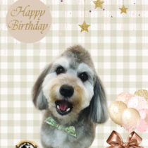 マルチーズ×Mダックスフントmix