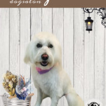 Mシュナウザー×ウエスティーmix