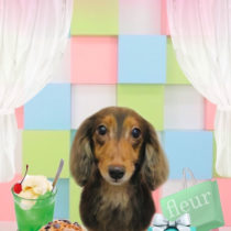 Mダックスフント