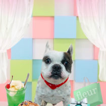 フレンチブルドッグ