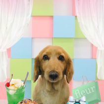 Mダックスフント