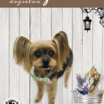 ヨークシャテリア