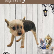 ヨークシャテリア