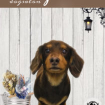 Mダックスフント