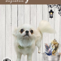 ペキニーズ×チワワmix