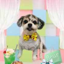 マルチーズ×チワワ