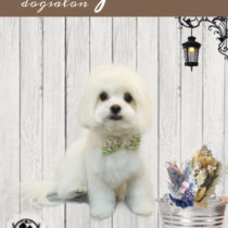 マルチーズ×チワワmix