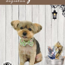 ヨークシャテリア