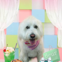 Mシュナウザー×ウェスティー