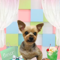 ヨークシャテリア