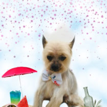 ヨークシャテリア