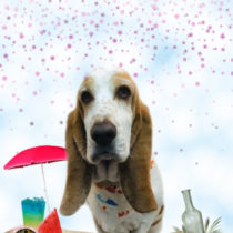 バセットハウンド