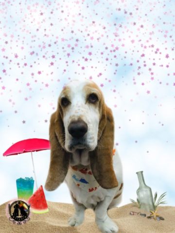 バセットハウンド