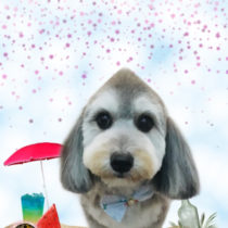 マルチーズ×Mダックスフント