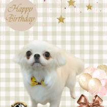 ペキニーズ×チワワmix