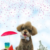 チワワ×トイプードルmix