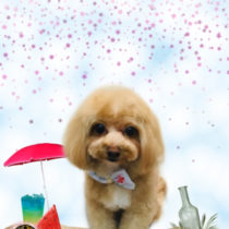 マルチーズ×トイプードルmix