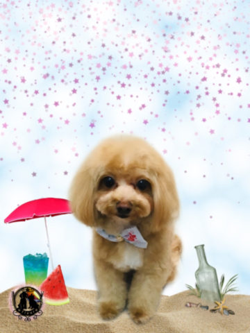 マルチーズ×トイプードルmix