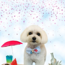 マルチーズ×トイプードルmix