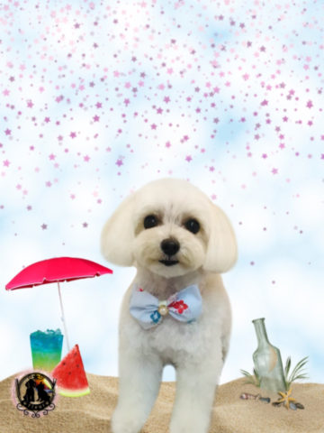 マルチーズ×トイプードルmix