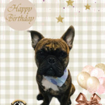 フレンチブルドッグ