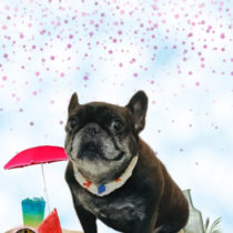 フレンチブルドッグ