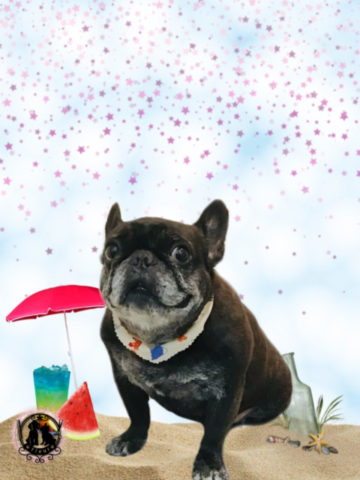 フレンチブルドッグ