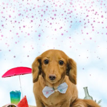 Mダックスフント