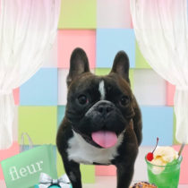 フレンチブルドッグ