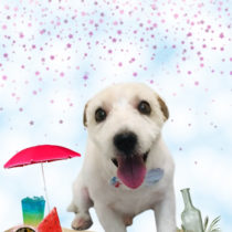 ジャックラッセルテリア