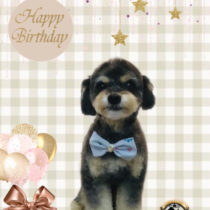 チワワ×トイプードルmix